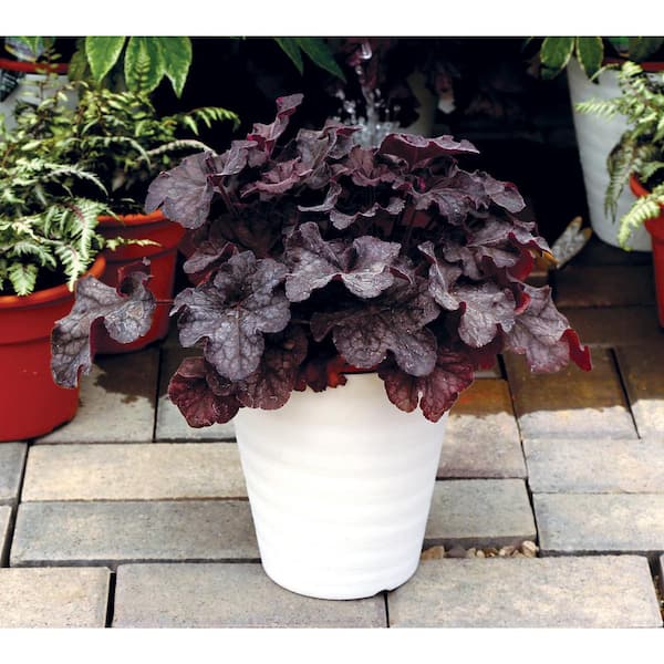 SEASON TO SEASON 2.25 Gal. Heuchera Grande Black Perennial Plant with Black Foliage