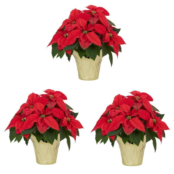 Orange Glo Poinsettia 6.5 inch pot – Cline Greenhouse