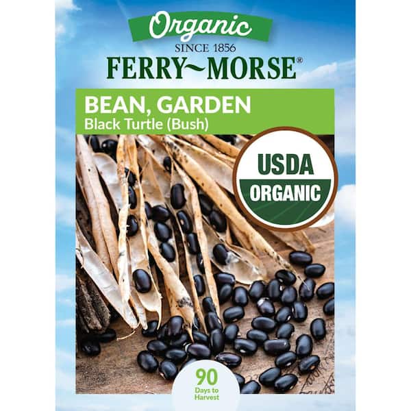 Black Turtle Bean Seeds (Organic) - Grow Organic