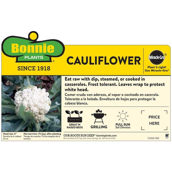 1.19 qt. Cauliflower Plant (6-Pack)