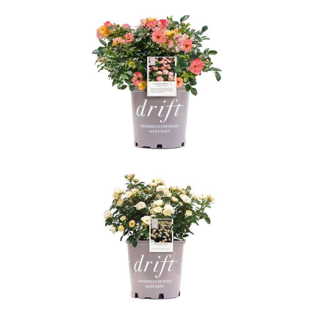 【aksy♡】ピーチローズ2つ Drift 2 Gal. Peach Drift Rose Bush with Pink-Orange Flowers 13194