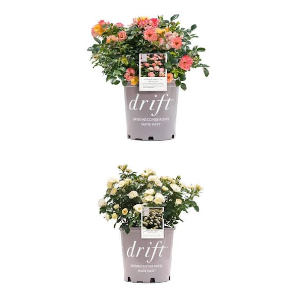 2 Gal. Peach Drift Rose Bush with Pink-Orange Flowers and Popcorn Drift Rose Bush with Buttery Yellow Flowers Combo