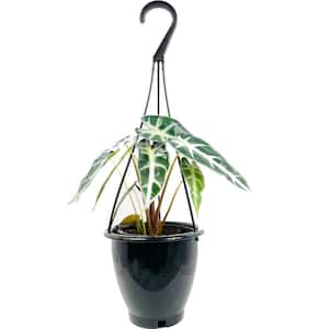 Alocasia Bambino Hanging Basket - Live Plant in a 4 in. Hanging Pot - Alocasia Amazonica Bambino - Florist Quality