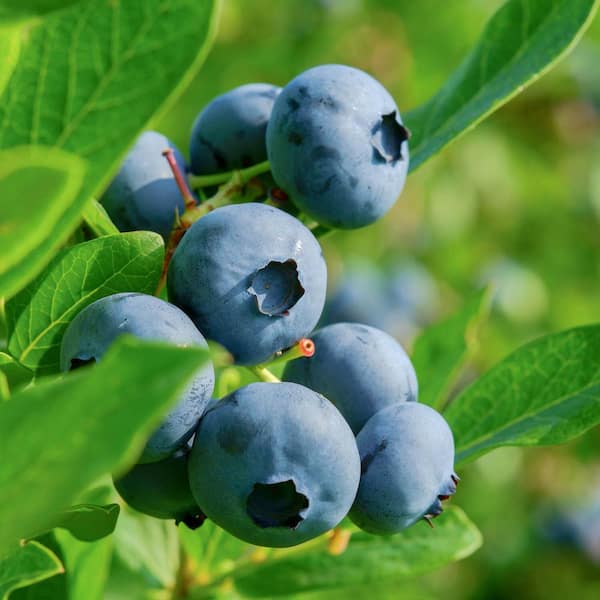 FLOWERWOOD 2.5 Gal - Becky Blueberry (Rabbiteye) - Fruit-Bearing Shrub