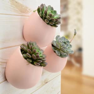 Round 5-1/2 in. x 6 in. Coral Ceramic Wall Planter