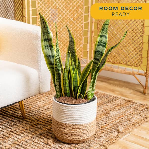 Grower's Choice Sansevieria Indoor Snake Plant in 10in. Decor Weave Basket Planter, Average Shipping Height 1-2 ft. Tall