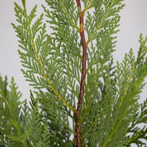 2.5 Qt. Leyland Cypress, Live Evergreen Tree, Rich Green Foliage