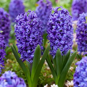 15/16cm, Blue Jacket Hyacinth Flower Bulbs (Bag of 100)