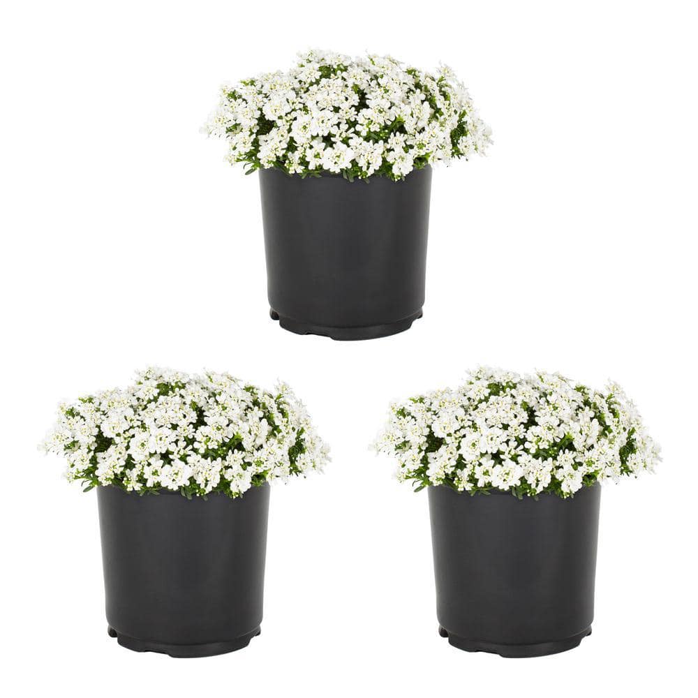 2 Quart White Iberis Perennial Plants in Black Containers (3-Pack)