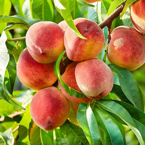 Unbranded Contender Peach Fruit Tree
