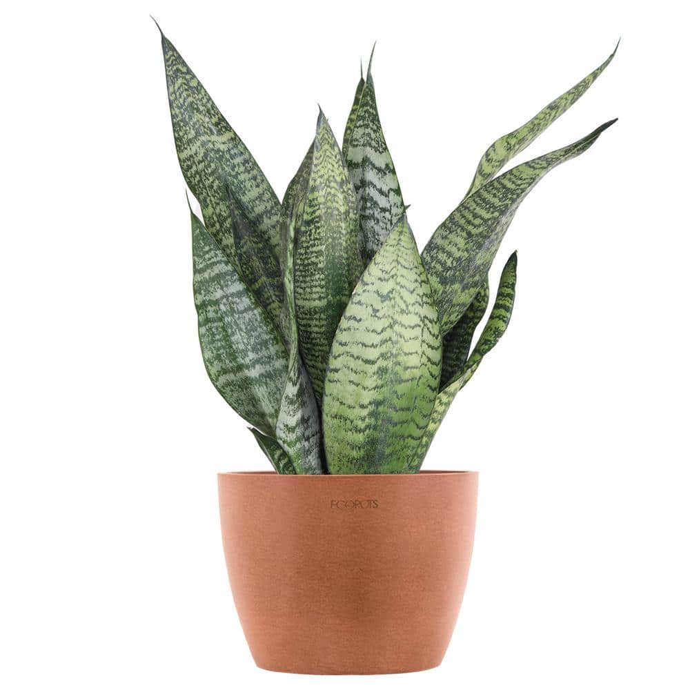 United Nursery Sansevieria Zeylanica Live Snake Plant in 6