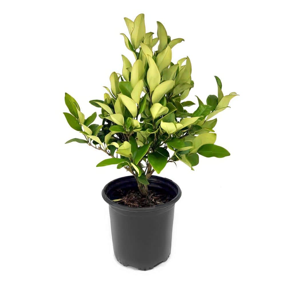 1 gal. Wax Leaf Ligustrum Shrub price history on PriceWatchPro