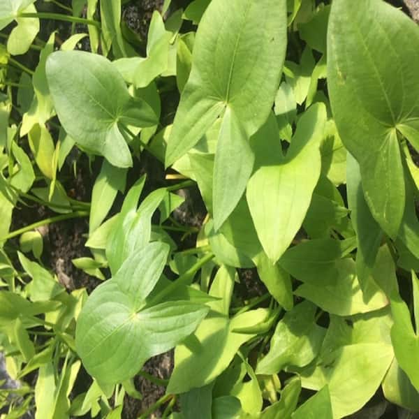 GIVHANDYS INC Givhandys 4 in. Potted Arrowhead Bog/Marginal Aquatic Pond Plant