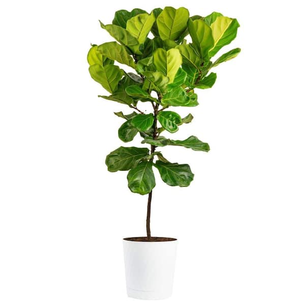 13 in. Ficus Lyrata Standard Plant in Deco Pot