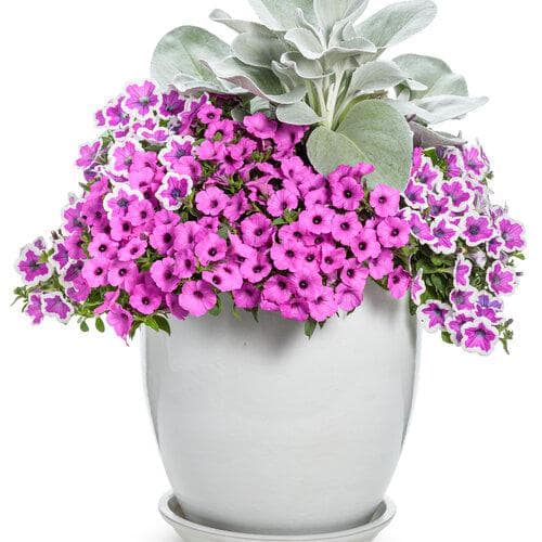 METROLINA GREENHOUSES 2.5 Qt. Petunia Supertunia Vista Jazzberry