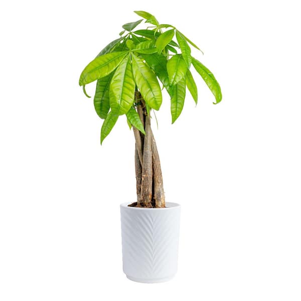monstera pink Monstera Golden Compact
