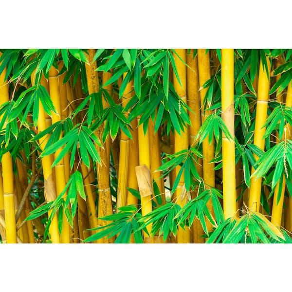 5 gal. Golden Bamboo Shrub – Fast-Growing Privacy Screen with Bright Yellow-Green Canes