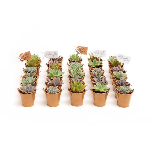 The Succulent Source 2 in. Wedding Event Rosette Succulents Plant with Caramel Metal Pails and Thank You Tags (140-Pack)