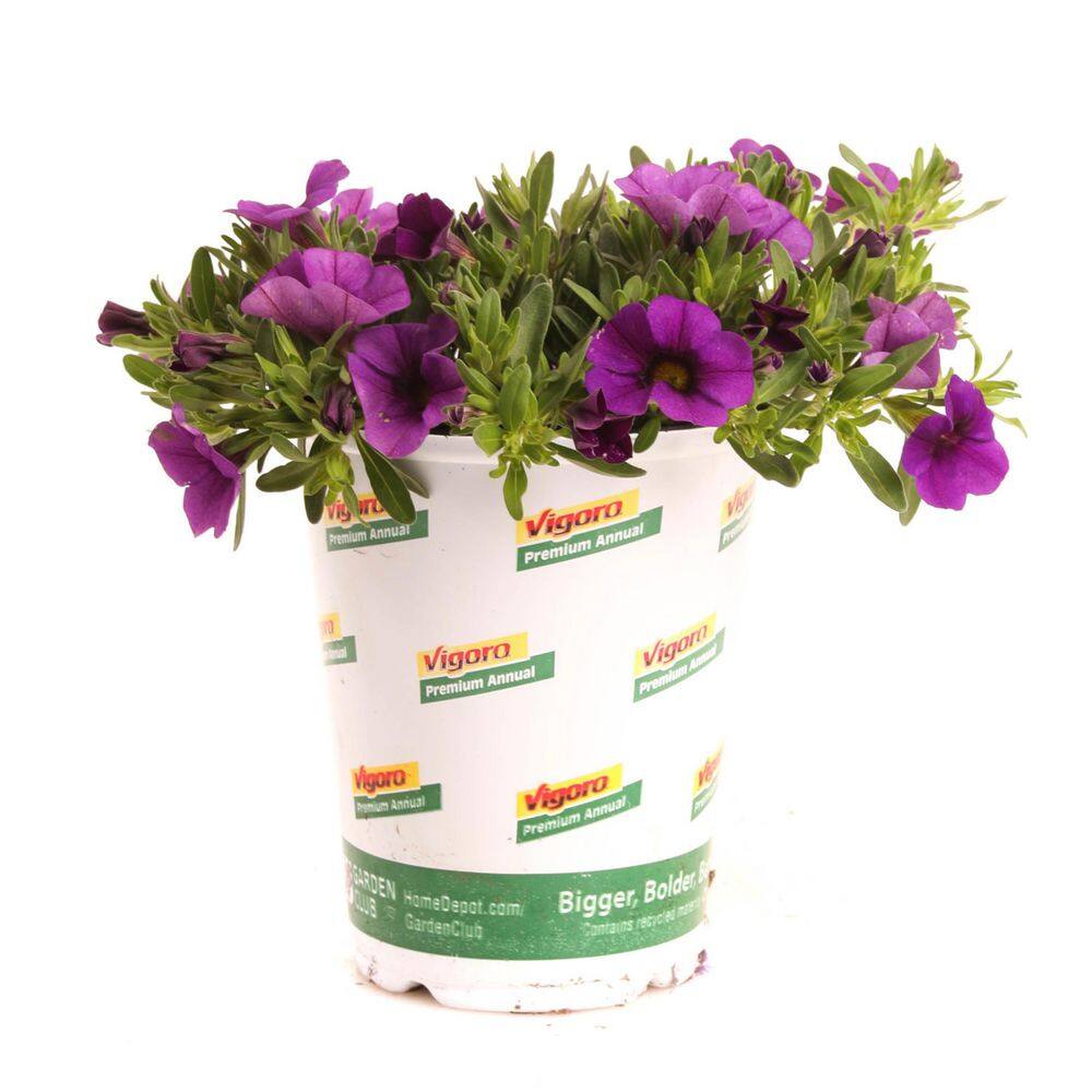 1 qt. Conga Calibrachoa Annual Plant with Dark Blue Flowers (2-Pack) price history on PriceWatchPro