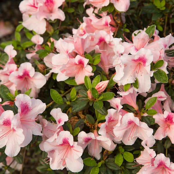 ENCORE AZALEA 2 Gal. Autumn Chiffon Azalea Shrub with Bi