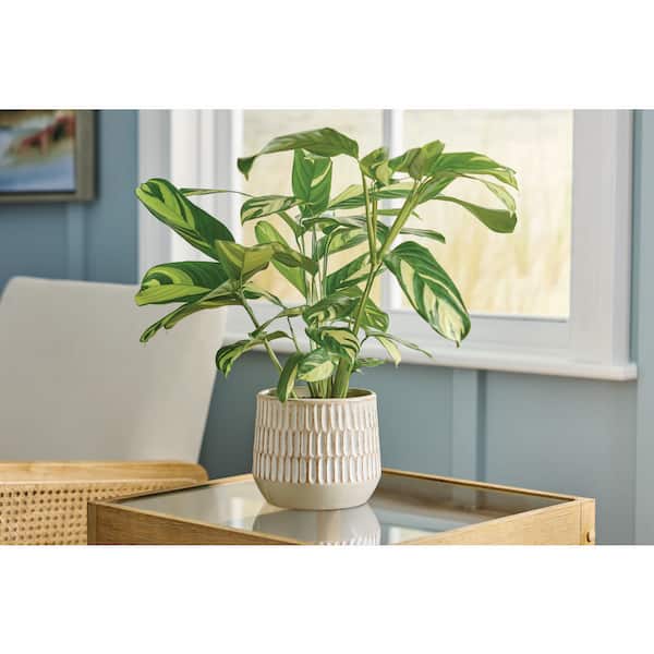 6.5 in. Ottilia Alabaster Textured Ceramic Planter (6.5 in. D x 5.5 in. H) with Drainage Holes