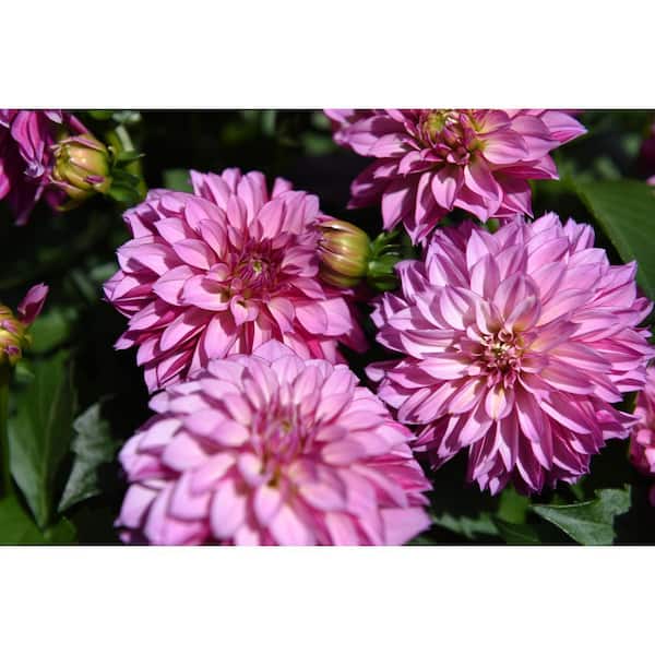 DAHLIA Vigoro 2.5 Qt. Dahlia Temptation Plant 1004068273 - The Home Depot