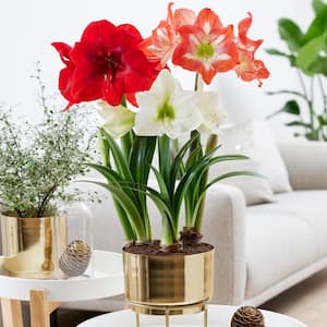 Pre-planted Amaryllis Trio with Iron Faux Brass Finish Bulb Pan Planter and Stand, Set of 3 Bulbs
