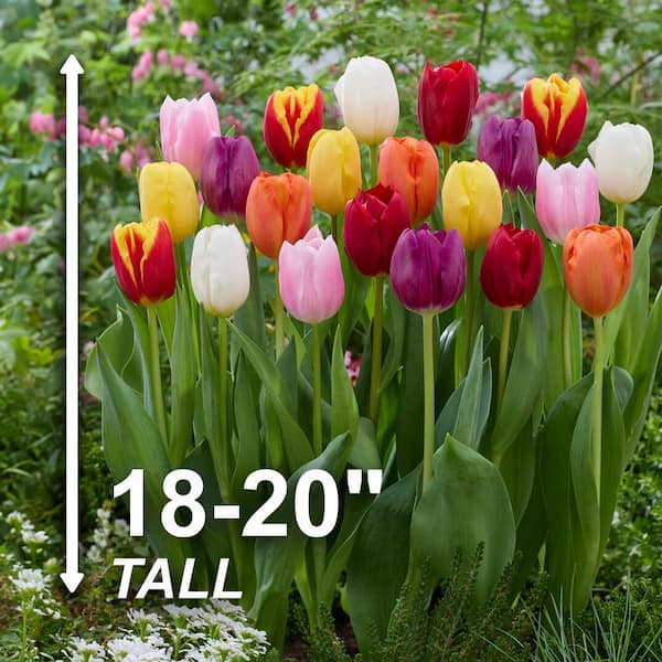 Garden State Bulb 12/+ cm, Breeders Mix Multi-Color Tulip