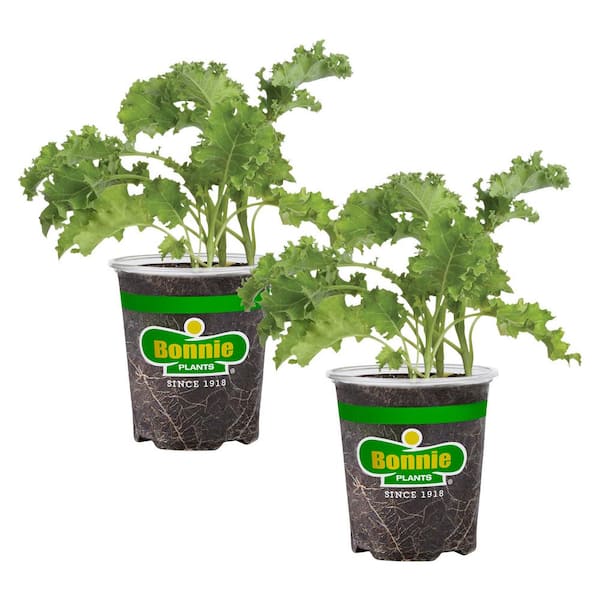 Bonnie Plants 19 oz. Curly Kale Live Plant (2-Pack)