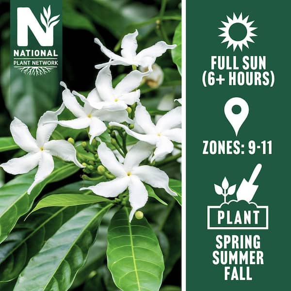 1 gal. Jasmine Sambac Arabian Plant (8-Pack)