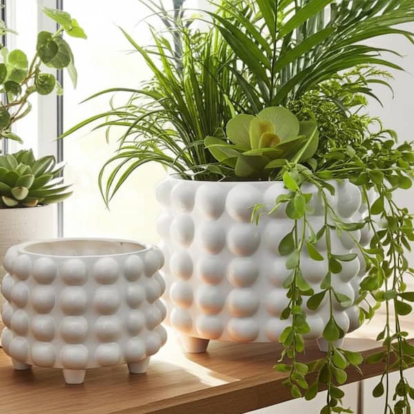 monstera constellation plant Monstera Thai Constellation Small – GrowJungle