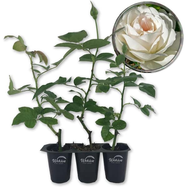 Wekiva Foliage Iceberg Rose Bush- 3-Live Starter Plants in 2 in. Pots-Beautifully Fragrant Heirloom Rose from Florida