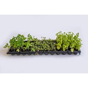 Vertical Garden Fast Start Plants - Box of 36- Bold Flavor Mix (Cilantro, Basil and Mint)