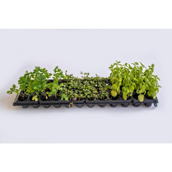 VARDEN Vertical Garden Fast Start Plants - Box of 36- Bold Flavor Mix (Cilantro, Basil and Mint)
