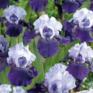 Bearded Iris Bulbs Best Bet (Set of 3 Roots)