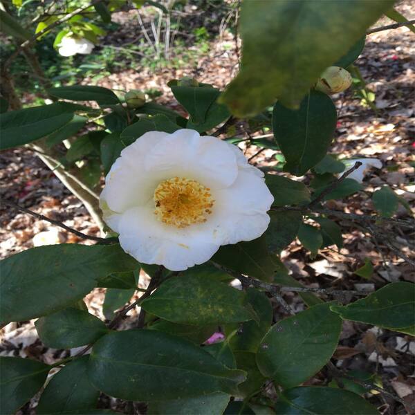 OnlinePlantCenter 3 Gal. Sasanqua Camellia Flowering Shrub