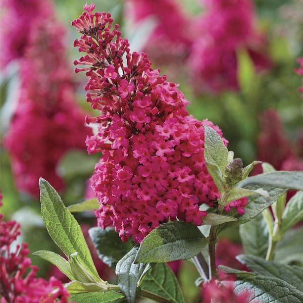 national PLANT NETWORK 3.25 in. Buddleia Butterfly Candy 'Lil Raspberry Shrub with Pink Flowers (3-Pack)