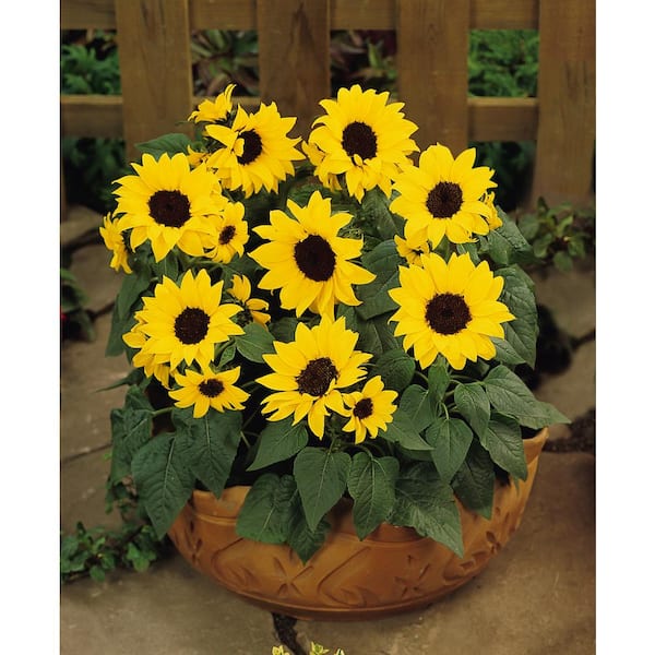 2.5 qt. Sunflower SunBuzz Annual Plant with Yellow Flowers