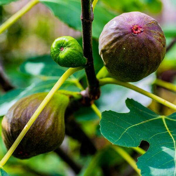 VAN ZYVERDEN Brown Turkey Fig Tree (1-Plant)