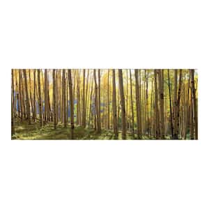 63 in. x 24 in. "Sunlit Colorado Trees" Tempered Glass Wall Art