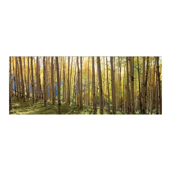 Yosemite Home Decor 63 in. x 24 in. "Sunlit Colorado Trees" Tempered Glass Wall Art