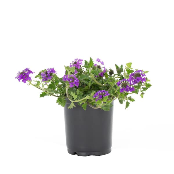 Buy Verbena Canadensis Homestead Purple Plants & Trees Online