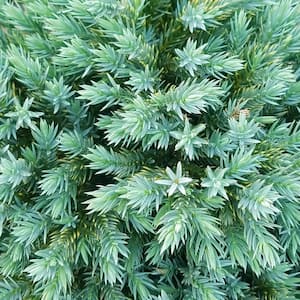 2.5 Qt. Blue Star Juniper Shrub with Low-Growing Mounded Icy Foliage