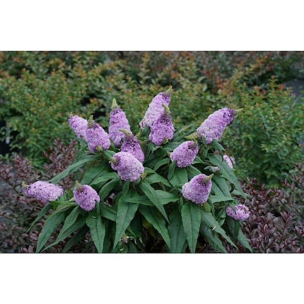 Unbranded 3 Gal. Flowering Buddleia Buzz Butterfly Bush Shrub with Assorted Flowers