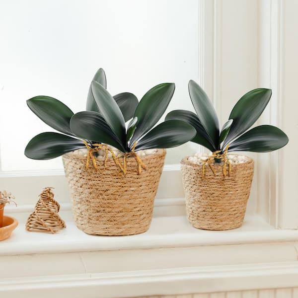 Basket of Luxury Phalaenopsis Orchids