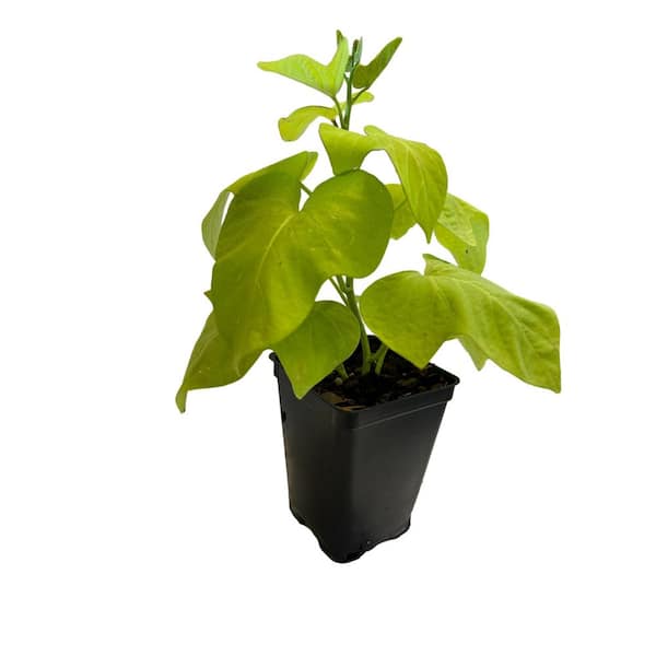 Daylily Nursery 2.5 in. Sweet Potato Vine Plant (3-Pack)