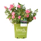 2 Gal. Pink Knock Out Rose Bush with Pink Flowers