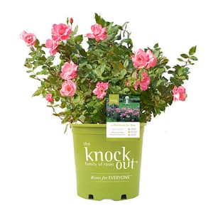 2 Gal. The Pink Knock Out Rose Bush with Pink Flowers