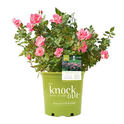 1 Gal. Pink Knock Out Rose Bush with Pink Flowers