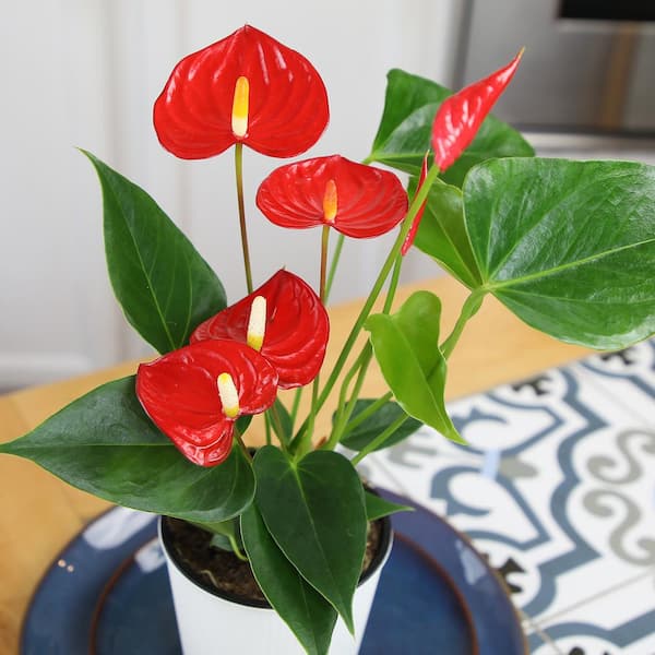 ALTMAN PLANTS Easy Flamingo Flower Anthurium (Approx 16 in. Tall